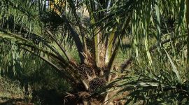 Sawit ilegal di Bahorok tumbang, digantikan bibit pohon pakan satwa liar. (Pixabay.com/sarangib)